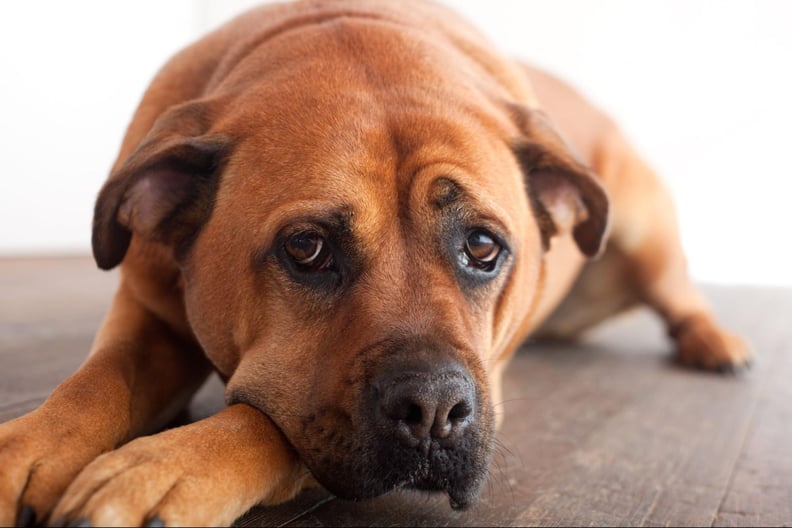 mental-signs-of-aging-dog