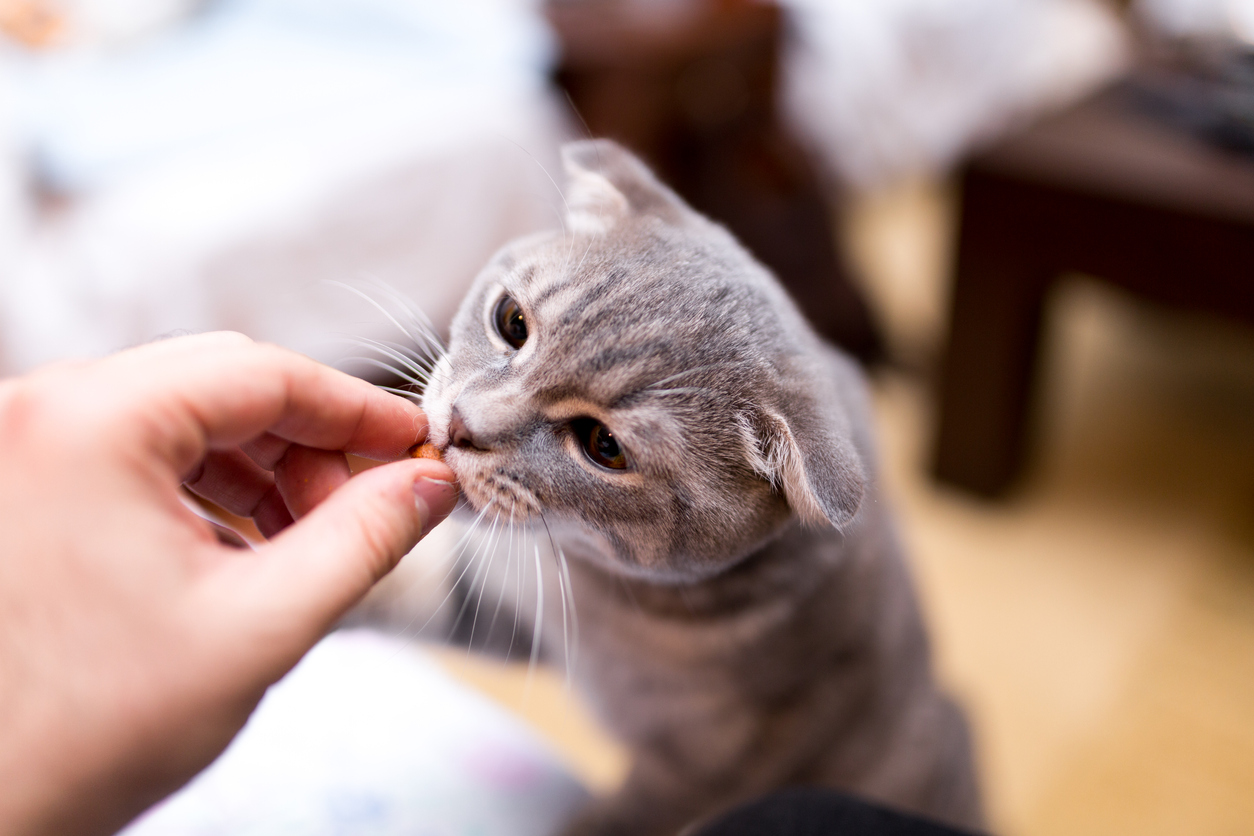 Natural supplements for store cats