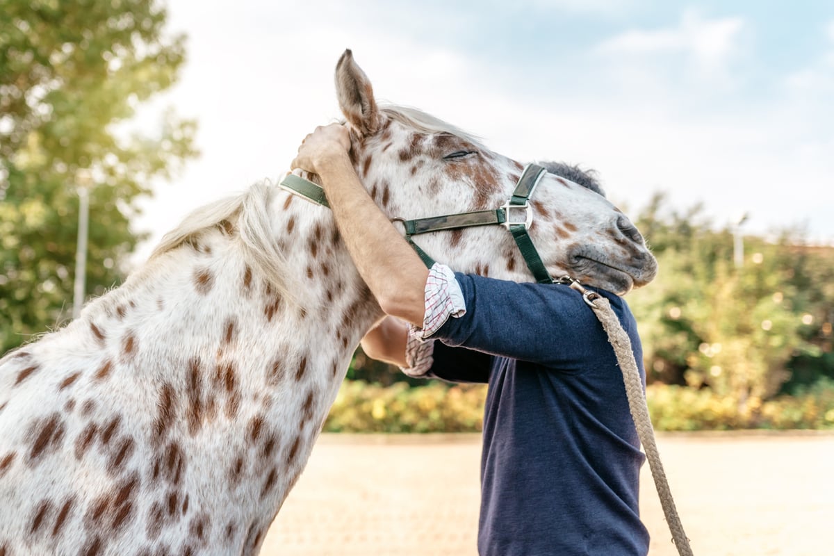 horse health