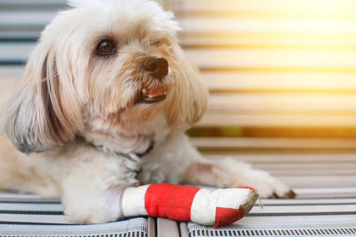 Common Causes of a Dog Leg Injury