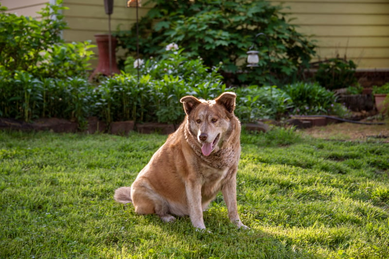 fat-dog-breeds