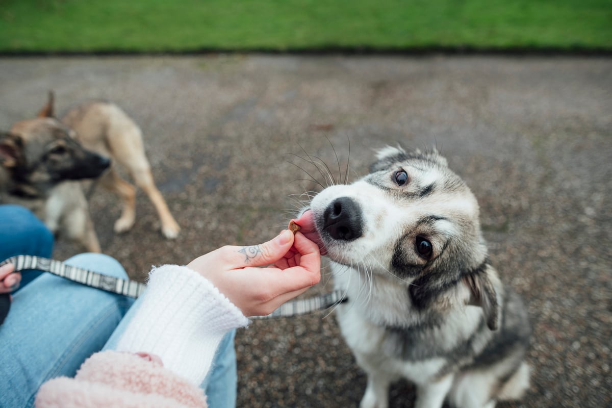 Benefits of Natural Dog Food 