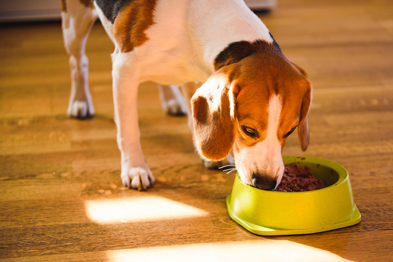 13 Best Senior Dog Food in 2023 for Each Type Diet