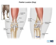 medial luxating patella