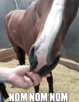 Types of Special Diet Horse FeedTypes of Special Diet Horse Feed