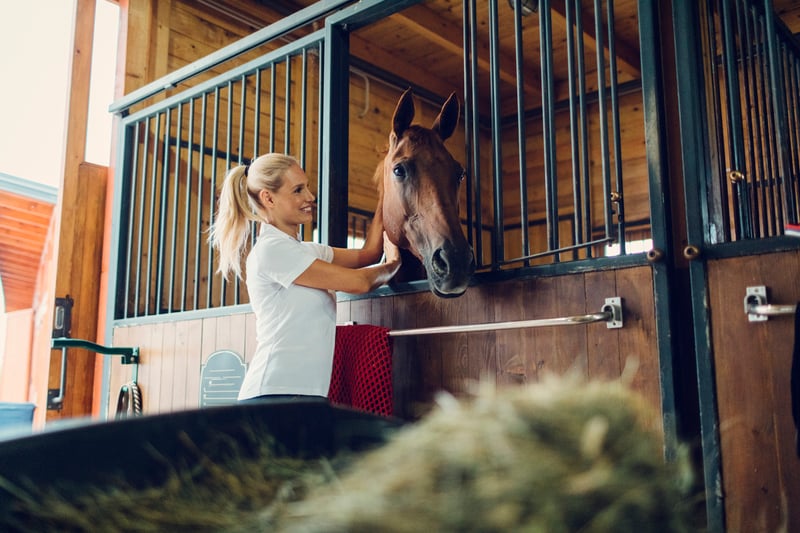 Wound Care Horse Prevention