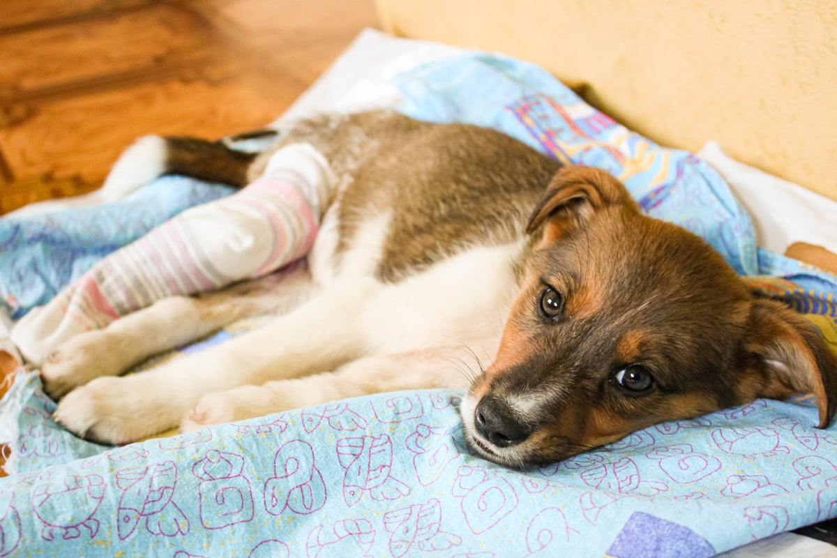 How to Treat Torn ACL in Dog