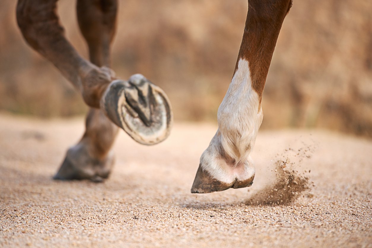 Navicular Disease in Horses Symptoms, Prevention, Treatment & More