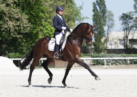 dressage-horse-test
