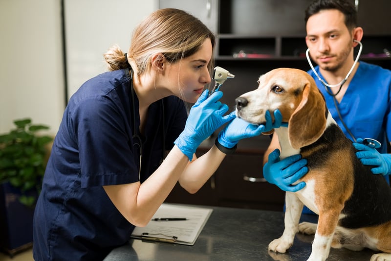 treatment-options-for-infection-in-dog-eye