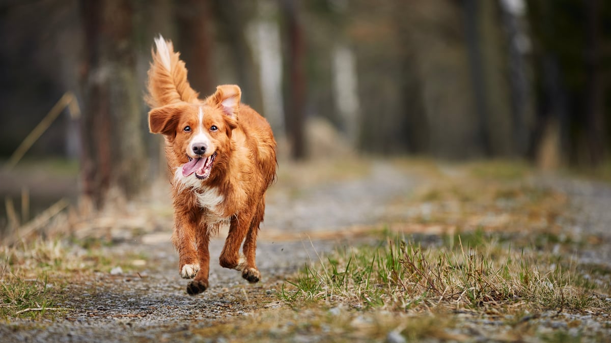 key-benefits-of-a-joint-supplement-for-dogs