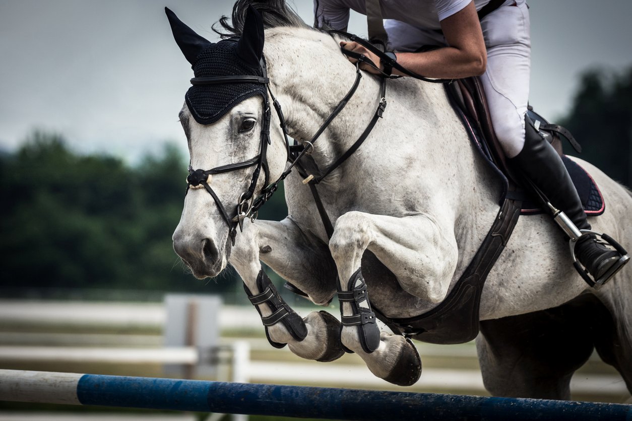 What is Ringbone in Horses? - Definition, Causes, Symptoms & Treatment