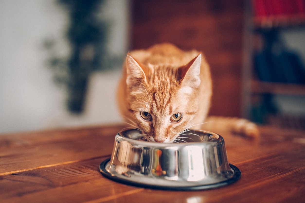Cat Leg Injury Common Causes, Symptoms, Treatment & More