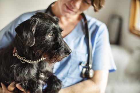 lyme disease in dogs