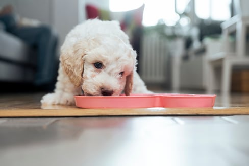 homemade-puppy-food