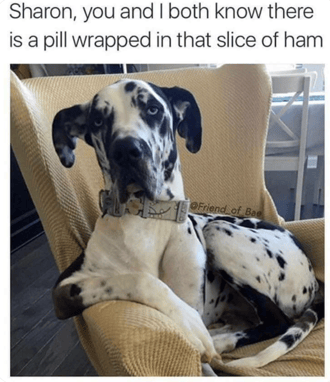 dogmeme