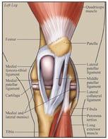 Understand Stifle Joint Horse