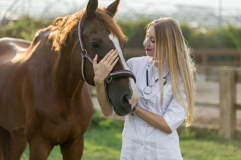 care-and-prevention-for-equine-eurgery