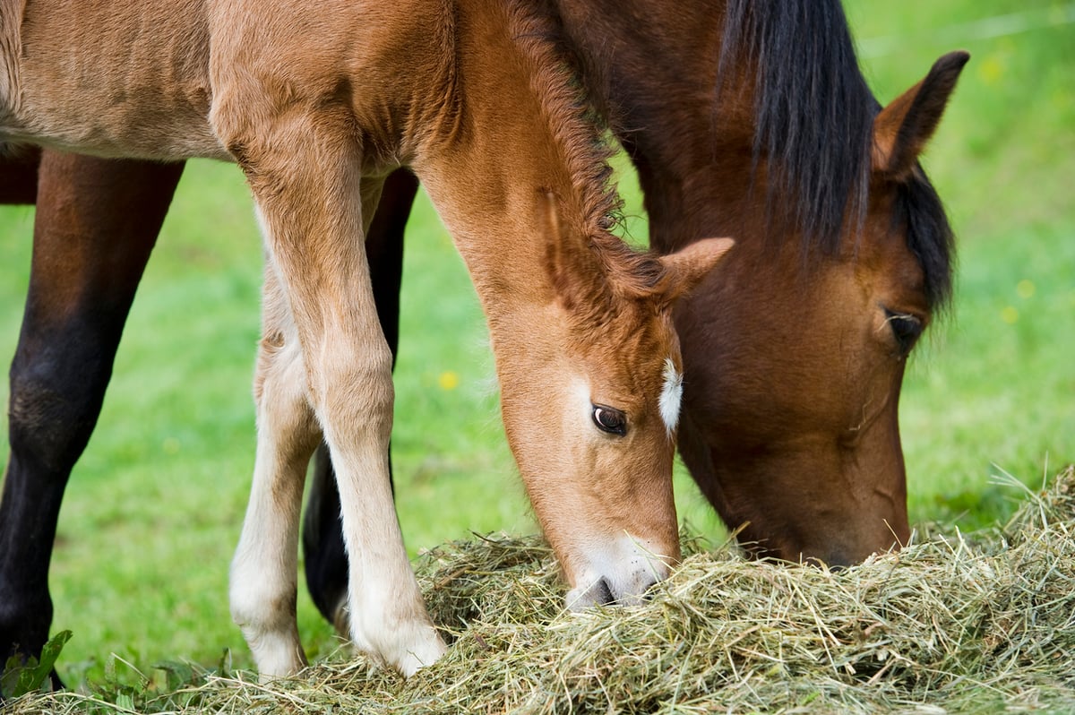 How to Prevent Navicular Disease in Horses