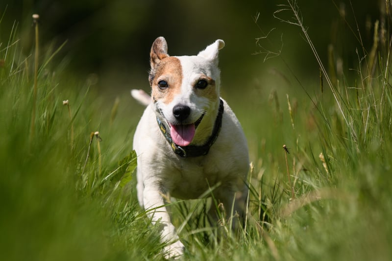 senior-dog-mobility