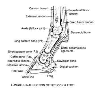 Anatomy of Horse Ankle Bone
