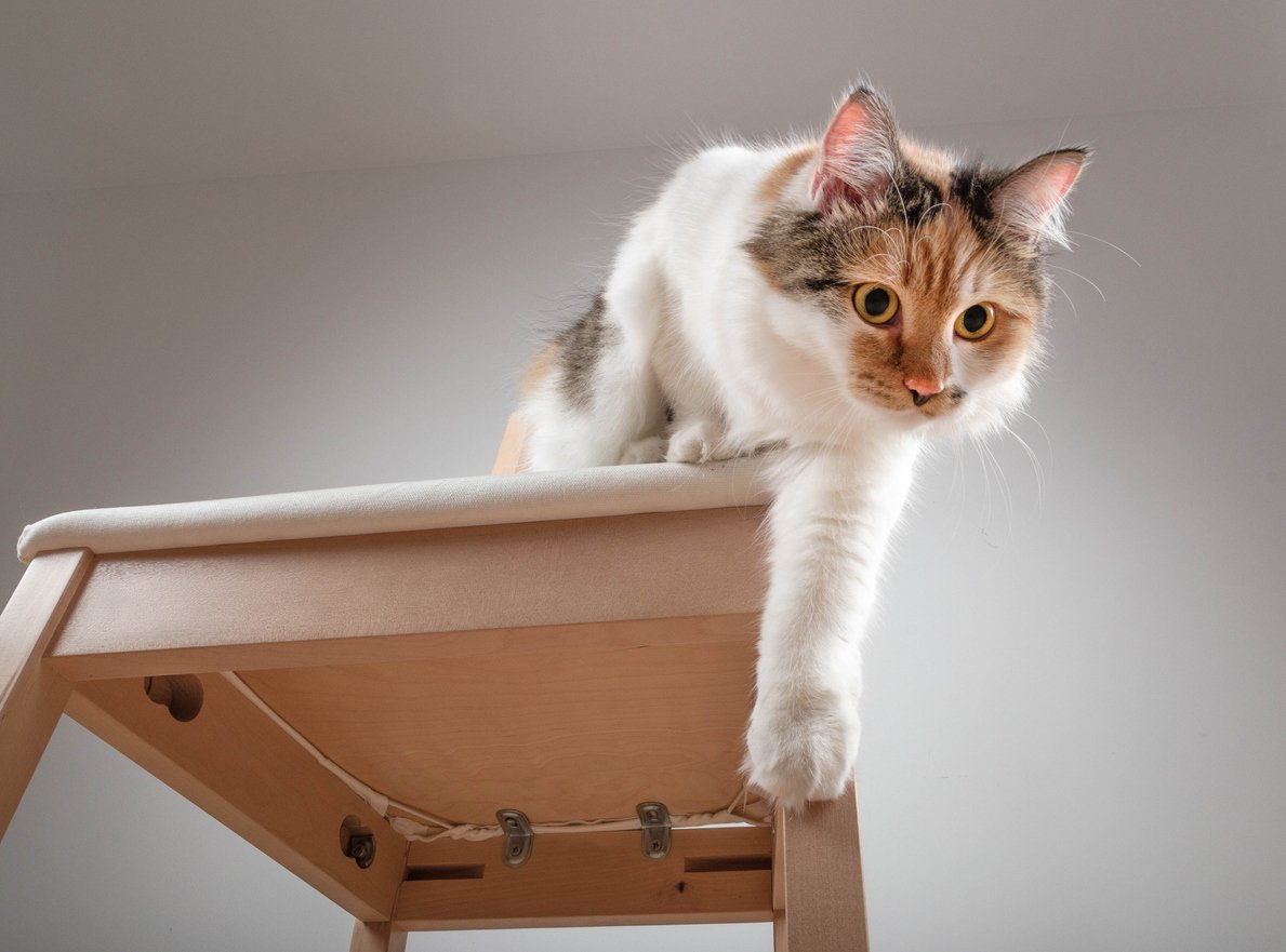 Cat Leg Injury Common Causes, Symptoms, Treatment & More