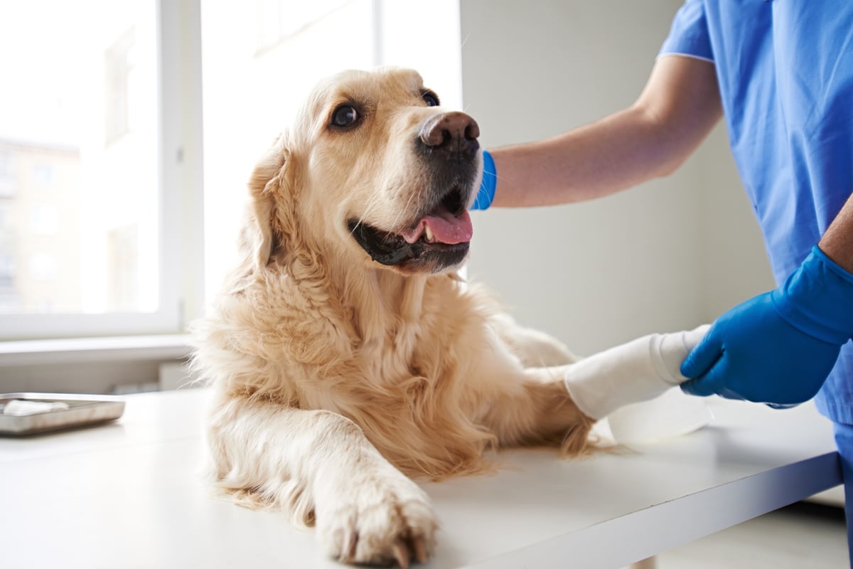 how-to-prevent-dog-paw-injury-pad