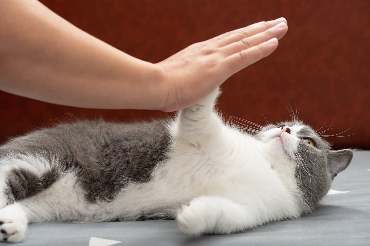 Dealing with a Cat Leg Sprain Causes, Healing Time, & Treatments