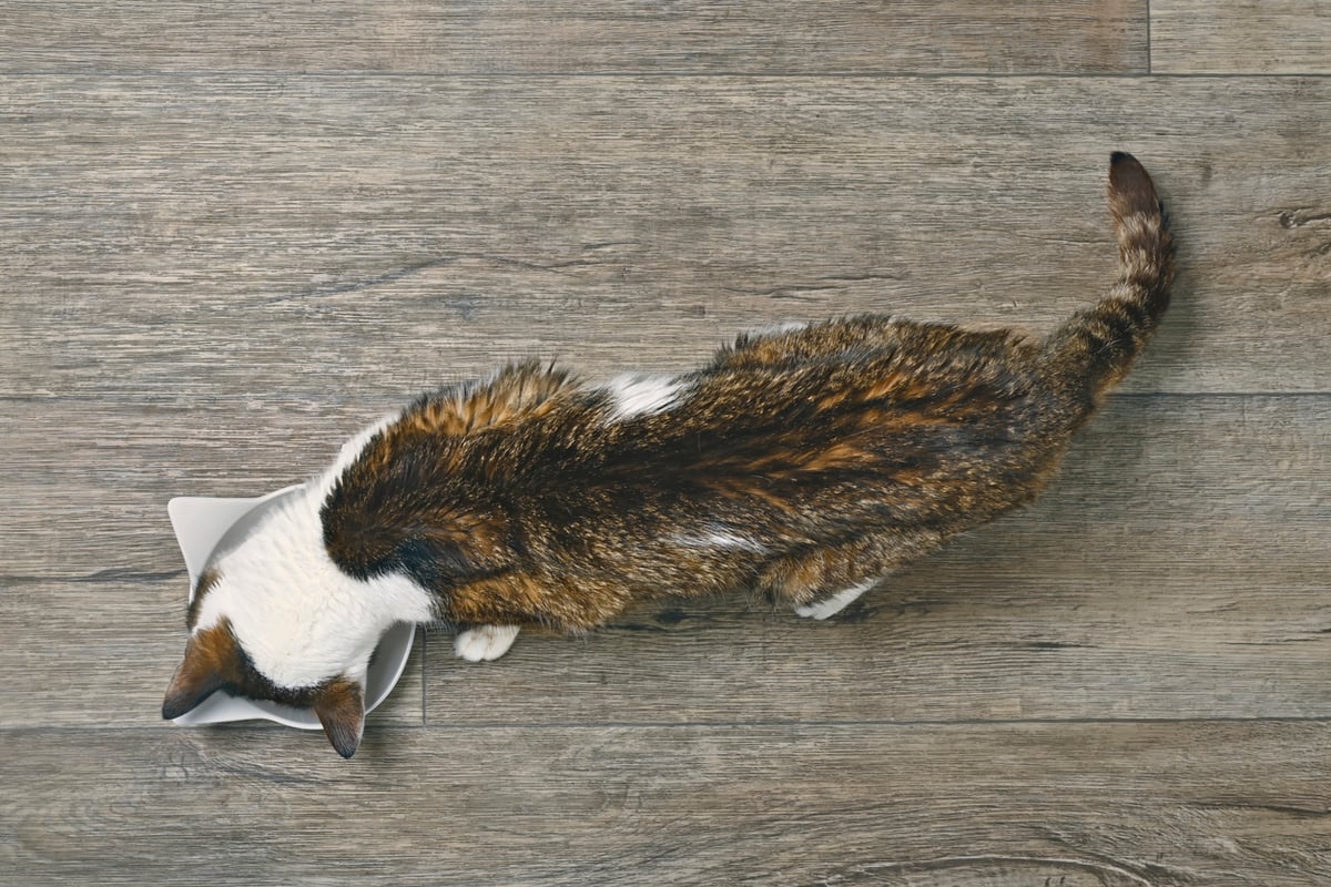 Potential Causes of Severely Underweight Cat