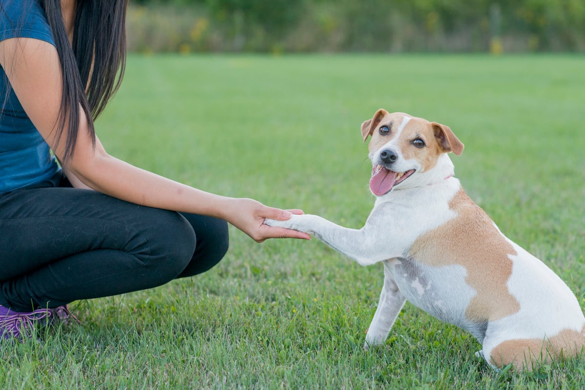 best-joint-care-for-dogs