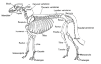 dog bones anatomy