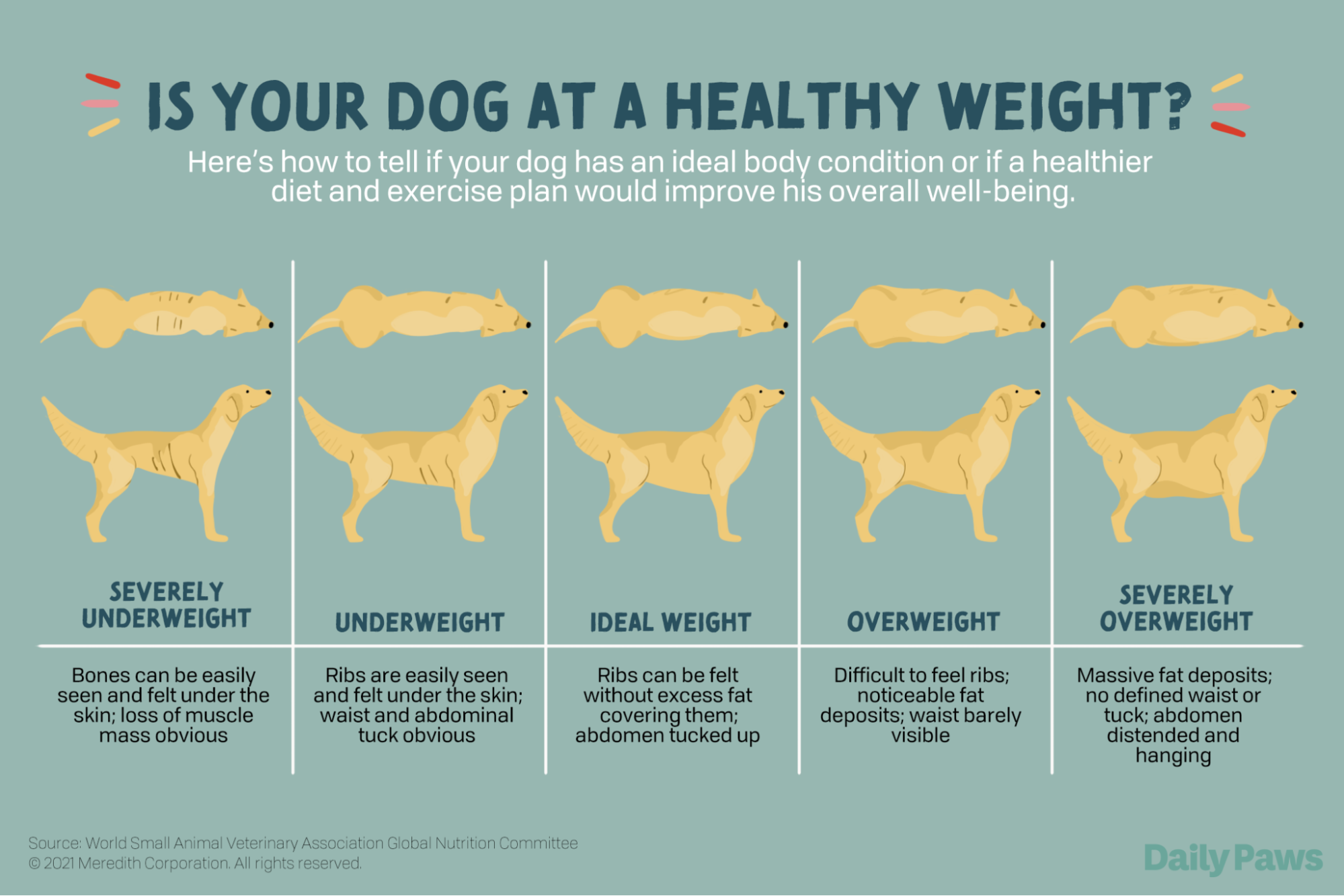 Physical and Mental Signs of Aging Dog