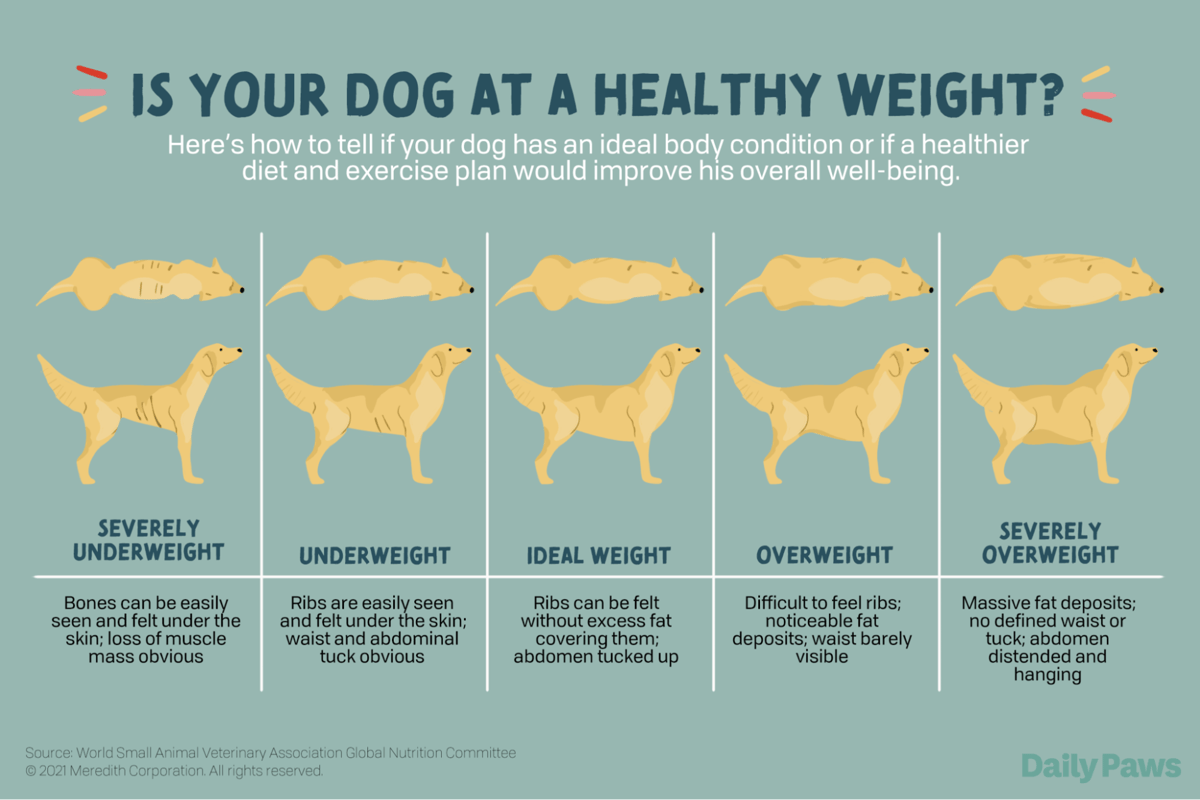 Physical and Mental Signs of Aging Dog