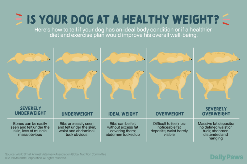 dogweightchart