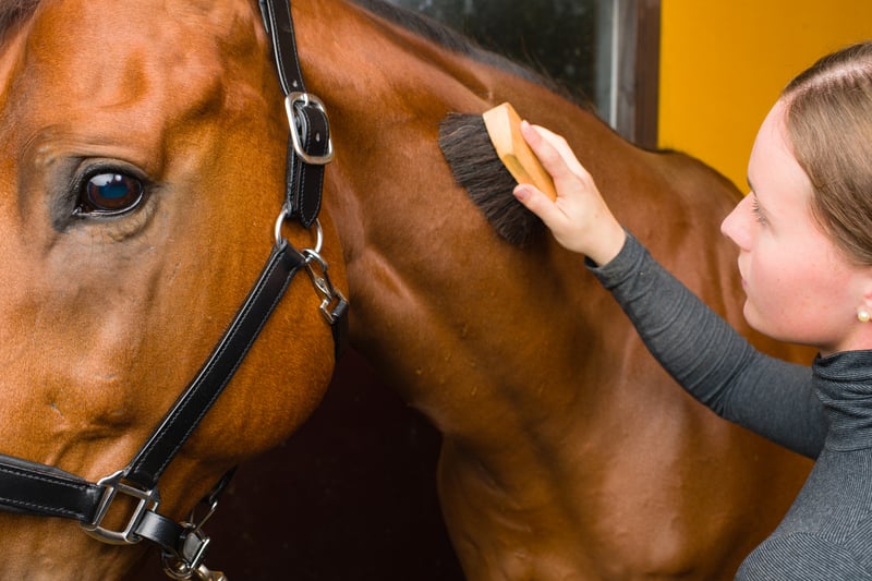 horse-grooming-advantages