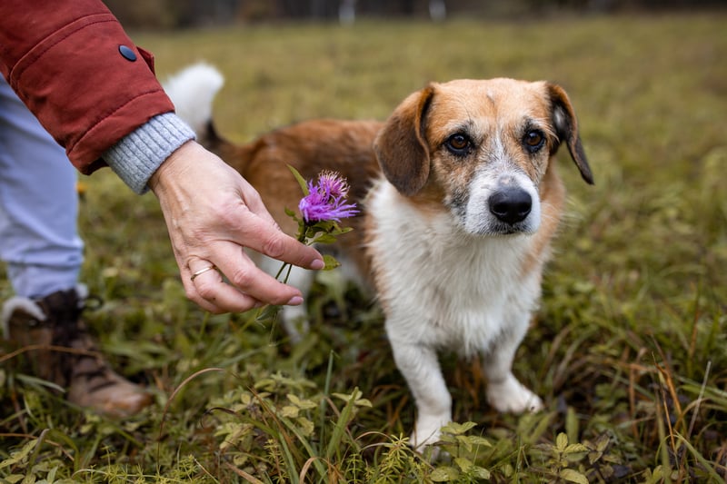 tumeric-benefits-for-dogs