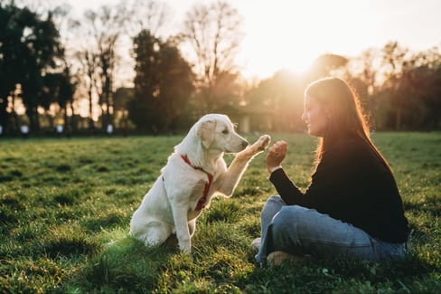 dog enrichment