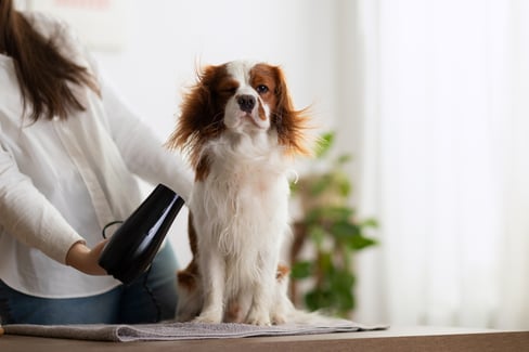 dog grooming 