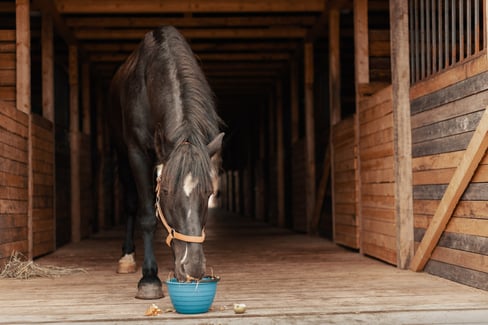  horse-diet-for-your-steed
