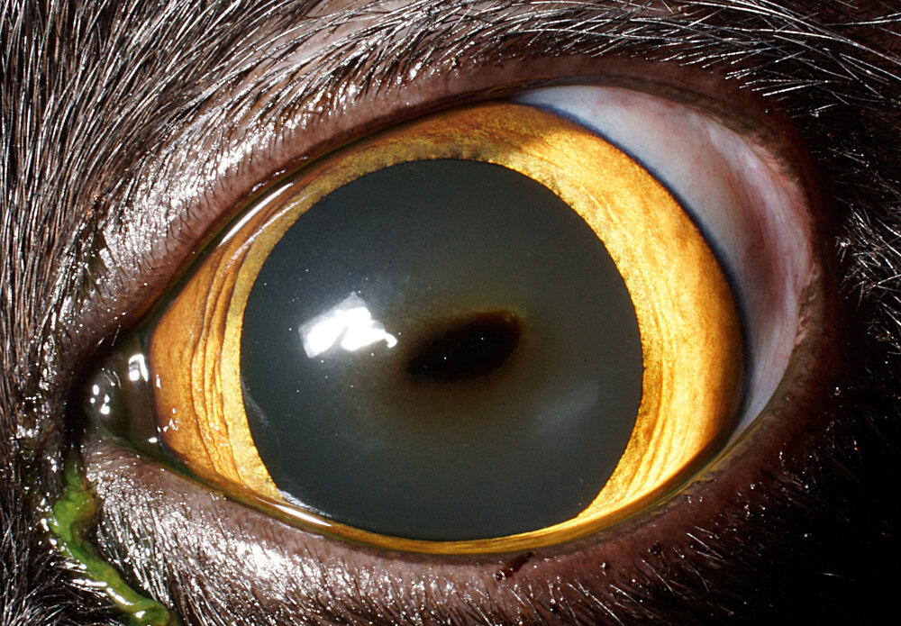 Cat Eye Infection: Symptoms, Causes, and Treatment