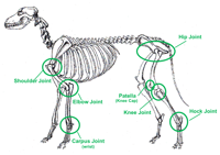 dog joint anatomy