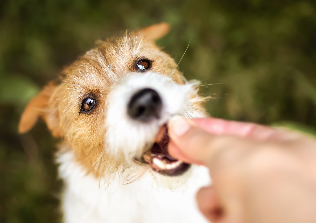 What To Feed A Sick Dog With No Appetite what-to-feed-a-sick-dog-with-no-appetite-8-options-urbanmatter