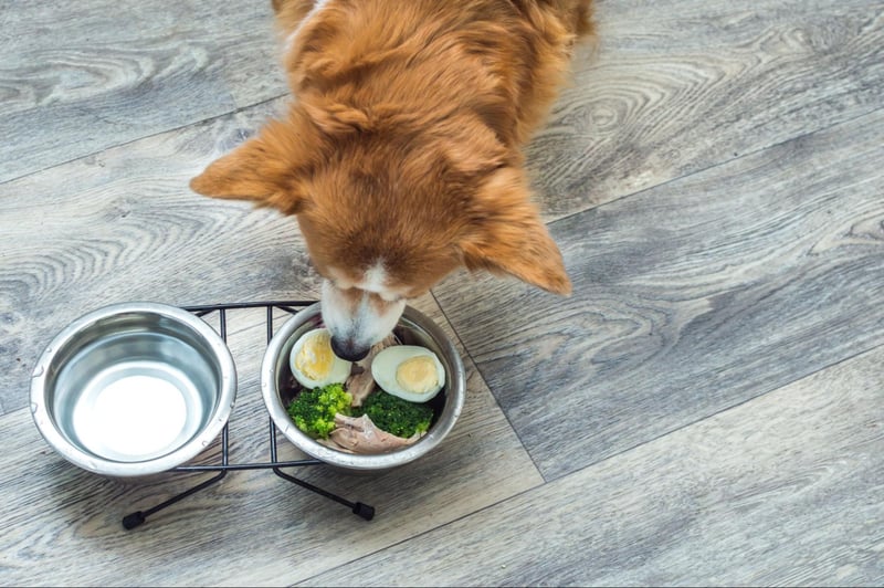 common-forms-of-bone-broth-for-dogs