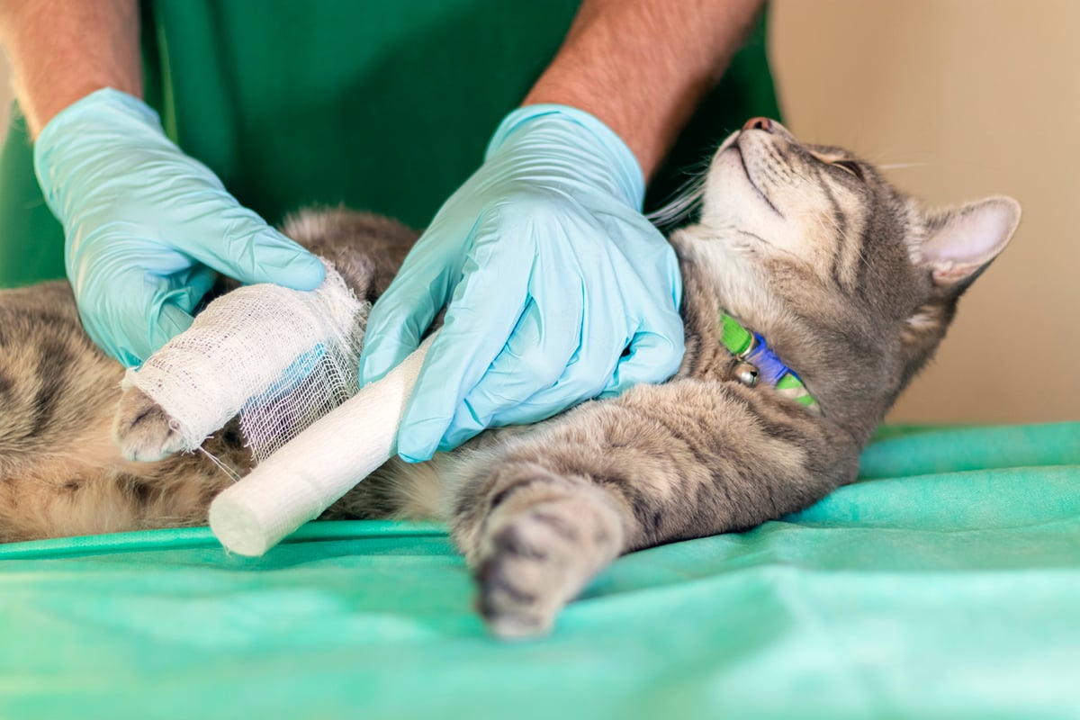 Cat Luxating Patella Treatment