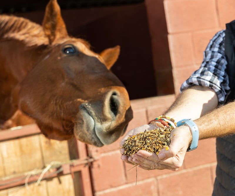 horse-nutrition-supplements