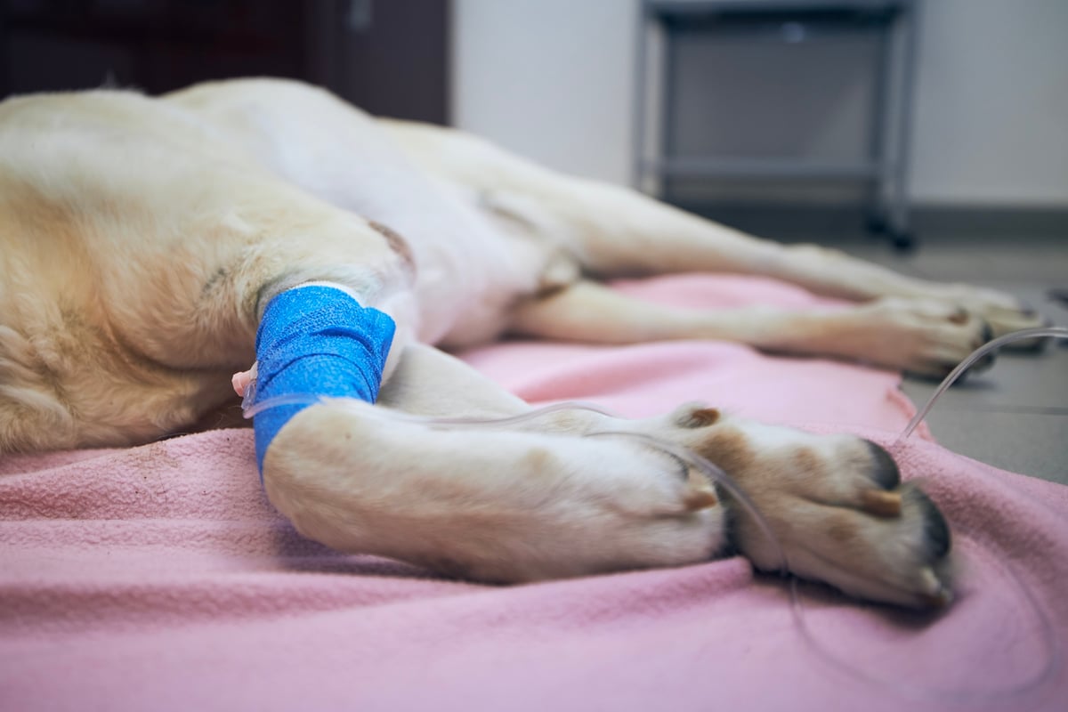 Spinal Injury Dog Back Legs 