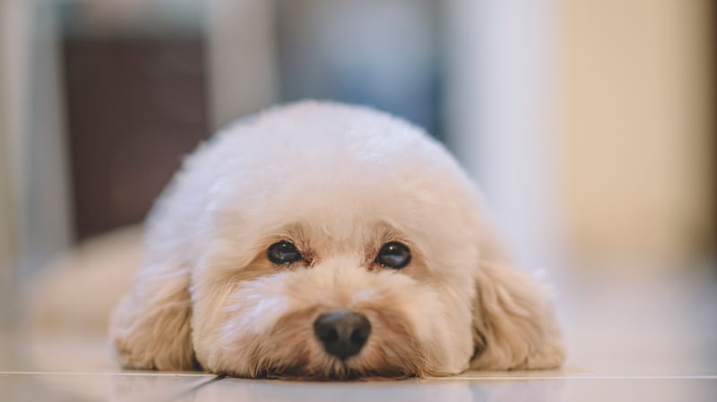 luxating patella in toy poodle