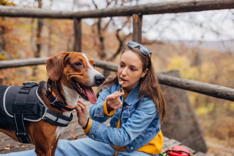 turmeric-for-dogs-vs-joint-supplements