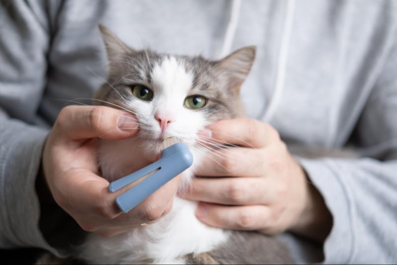 Improve Cat Dental Care at Home