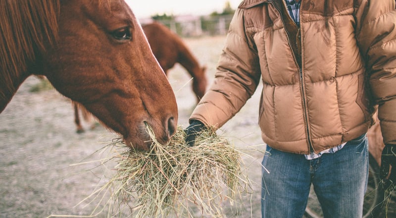 horse-nutrition-requirements